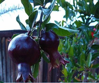 VibeX ® VMR-160 Rare Black Pomegranate Seeds Seed