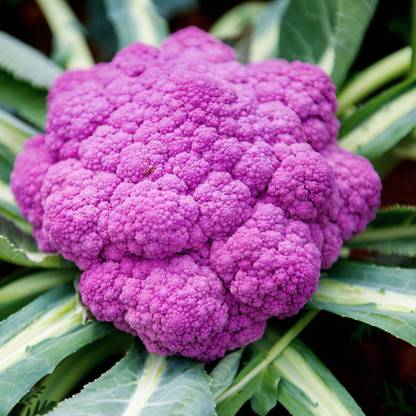 LYRS Sicillian violet Gobi seed Seed