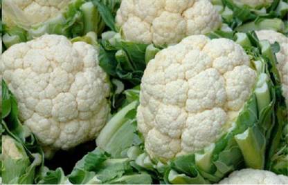 Sjeme Pant Gobhi 3 Gobi seed Seed