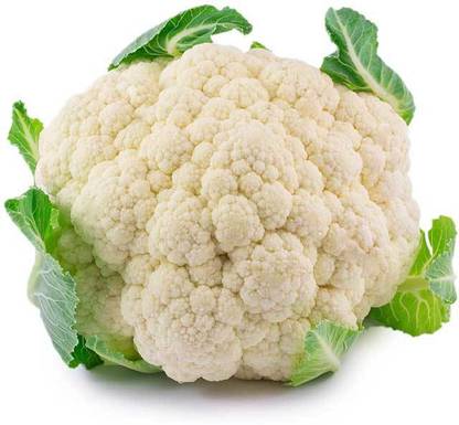 Sjeme Snowball Y Gobi seed Seed