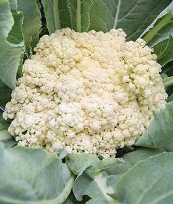 LYRS Fioretto 85 Gobi seed Seed