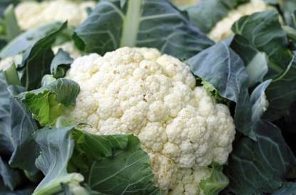 Sjeme Punjab Giant-26 Gobi seed Seed