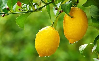 Evergreen Lemon Plant