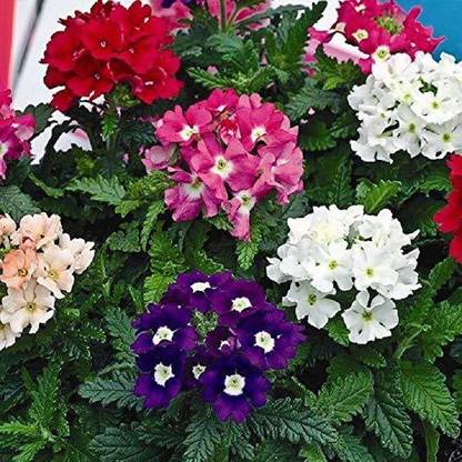 ACCELCROP Verbena- Florist Mixed Seed