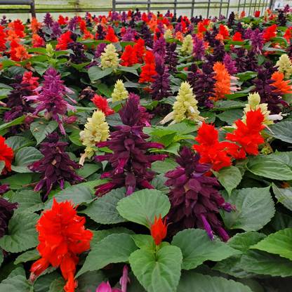 Vrisa Green Salvia Seed