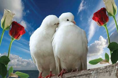 White Love Birds Under Sky Sticker Poster|Decorative Wall Poster|Room Wall Decor|Poster for Room/Hotel/Birds Shop/Living Area|Self Adhesive Wall Poster Paper Print