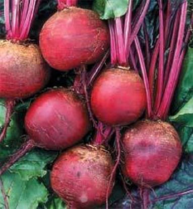 Sjeme Sangria beetroot seed Seed