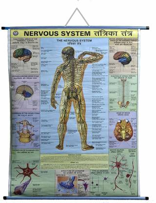 ROLLUP CHART OF NERVOUS SYSTEM Photographic Paper
