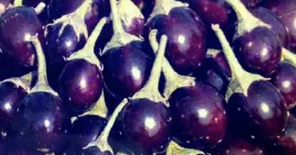 Sjeme Pusa Ankur brinjal / baigun seeds Seed
