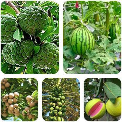 Crapulous custard apple, watermelon, red guava,papaya, manilkara zapota Seed