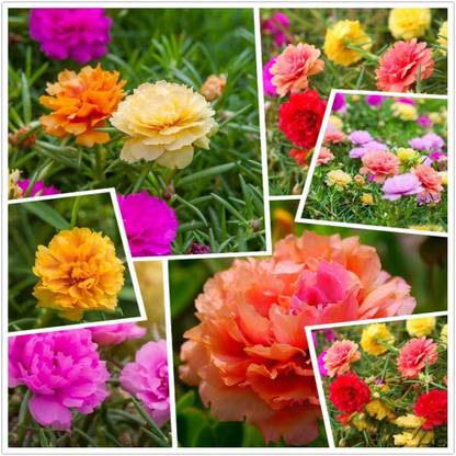 Crapulous Moss Rose (Portulaca Grandiflora) Mixed Colors 20+ Fresh Seeds Perennial Multicolored Wild Flower Seed