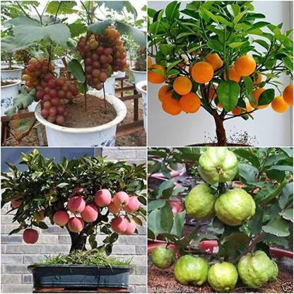 Crapulous Apple, Grapes, Guava, Lemon Seeds Seed
