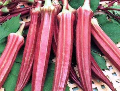 Sjeme Lady Finger Lal Bhindi / Lady Finger Seeds- 120 Seed
