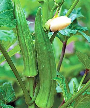 Sjeme Lady Finger sel2-2 Bhindi / Lady Finger Seeds- 100 Seed