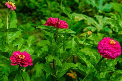 Splorias Zinnia Seed
