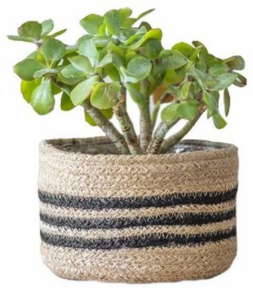 pepme Plant Container Set