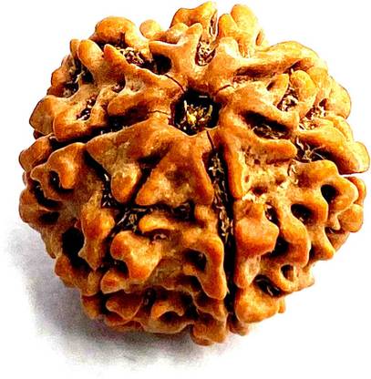 Mahant Ji 100% Lab Certified Natural Seven Mukhi / 7 Mukhi Nepali Rudraksha Beads with Gangajal and Chandan from Kashi Wood