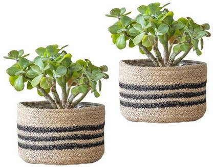 pepme Plant Container Set