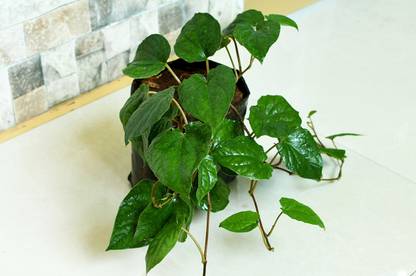 green paradise Betel Leaf Plant
