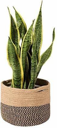 pepme Plant Container Set