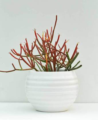 FAB PLANTERS Fab Planters Ribbed Fiberglass FRP Planter for Outdoor and Indoor Plant Container Set