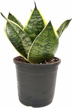 Pots & Plants Snake Plant