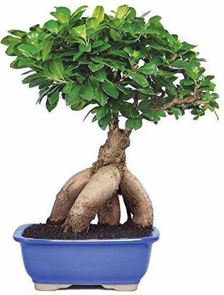 Zomoloco Ficus Bonsai Plant