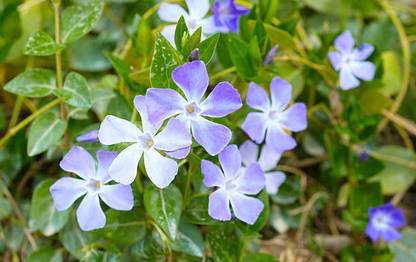 Splorias Vinca Flower Seed
