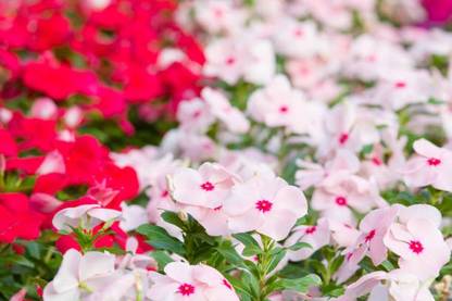 Splorias Vinca Flower Seed