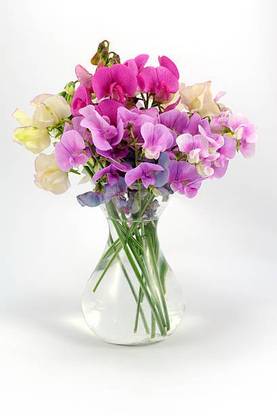 Splorias Sweet pea Seed