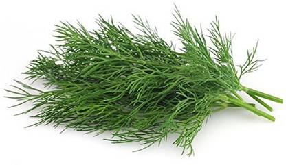 XOLDA Soya dill Seed