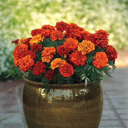 VibeX Fireball Marigold Seeds Double blooms change colors Seed
