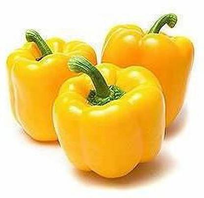 Digikida Capisum Seed Seed