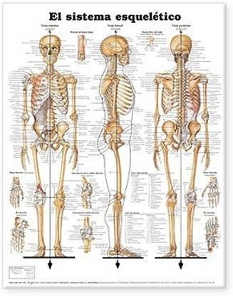 The Skeletal System Anatomical Chart in Spanish (El Sistema Esqueletico)