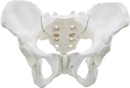 DEEPVISION Premium Female Pelvis Skeleton Model, Anatomically Correct, Life Size Model Anatomical Body Model