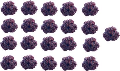 Bhuwar 3 mukhi rudraksha 21 pcs set with hole Shell