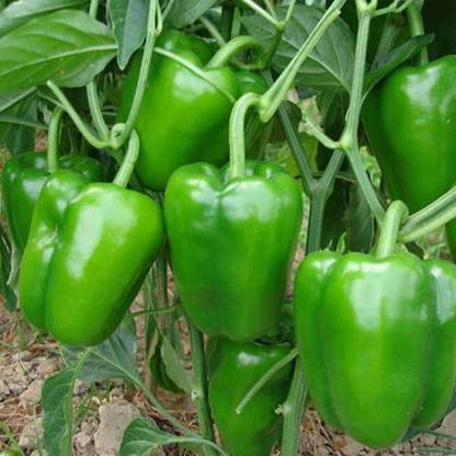 VibeX Capsicum Seed
