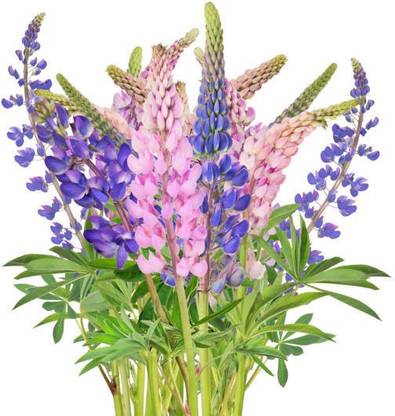 Splorias Lupine Flower Seed