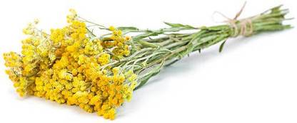 Splorias Helichrysum Flower Seed