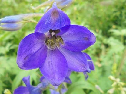 Splorias Larkspur Flower Seed