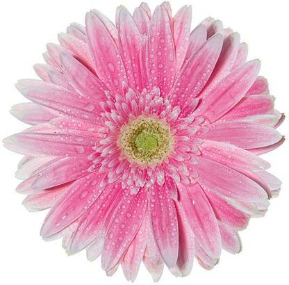 Splorias Helichrysum Flower Seed