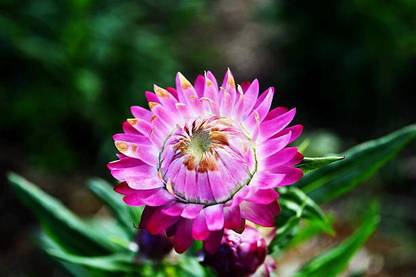Splorias Helichrysum Flower Seed