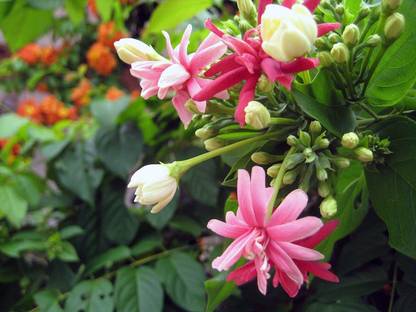 Gaingreen Madhumalti/Rangoon Creeper