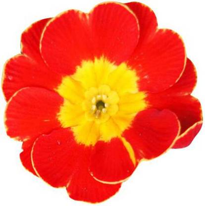 Nema Europe Primula malacoides Seeds - Red and Yellow Seed