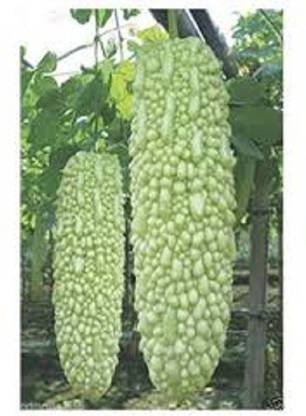 Sjeme Priyanka Karela seed Seed
