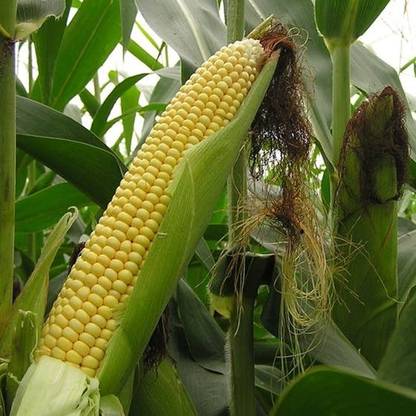 KUSH Corn, Popcorn, Sweet Corn Seed