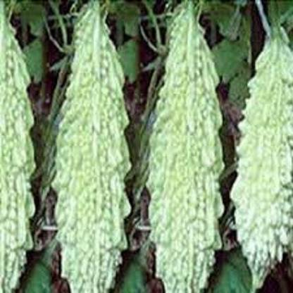 LYRS India Long White Karela seed Seed