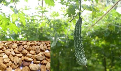 Sjeme Kalyanpur Baramasi Karela seed Seed