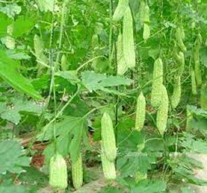 Sjeme Coimbatore Long Karela seed Seed