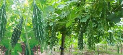 Sjeme Preethi (MC 4) Karela seed Seed